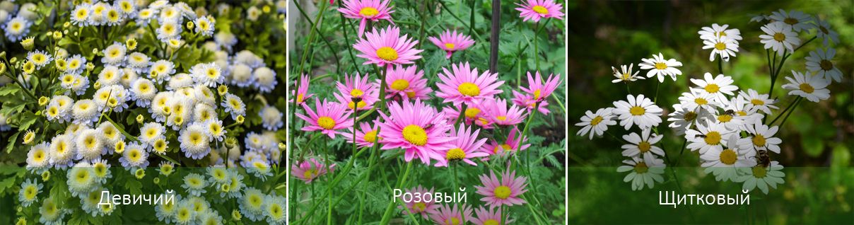 Видове пиретрум