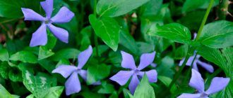 Снимка на зеленика