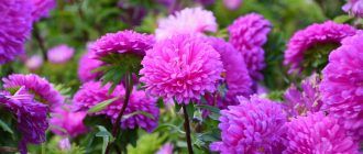 Астра цвете