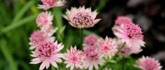Цвете на астрантия
