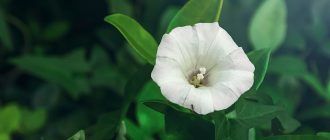 Снимка на Калистегия