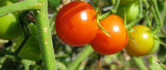 Чери домати