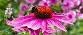 Ехинацея