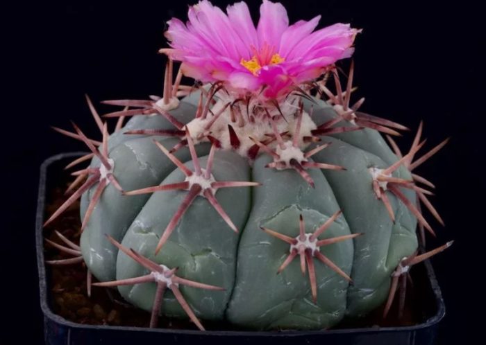 Ехинокактус хоризонталиус