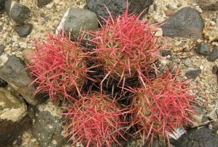 Ехинокактус многоглав