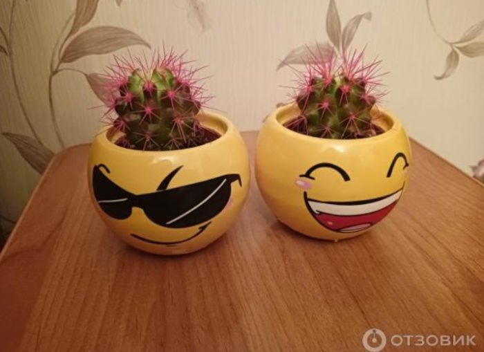 Ехинокактус от Магнит