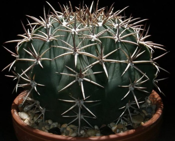 Ехинокактус платиакантус