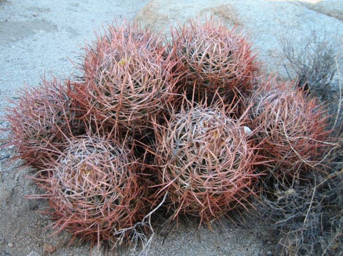 Ехинокактус полицефалус