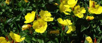 Вечерна иглика