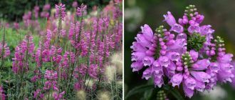 Физостегия цвете