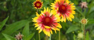 Гайлардия