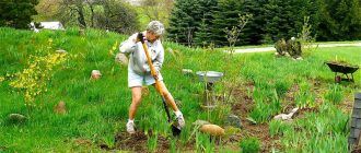 В градината