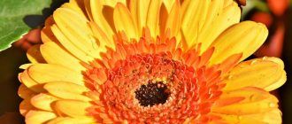 Градински гербер