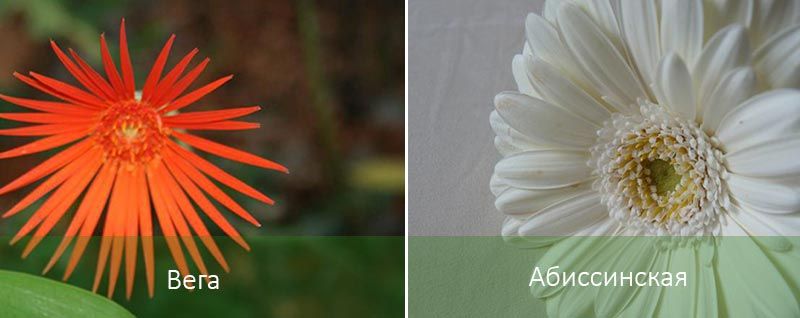 Вега и Абисински Различни видове градински гербери
