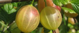 Цариградско грозде