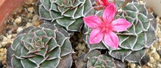 Граптопеталум