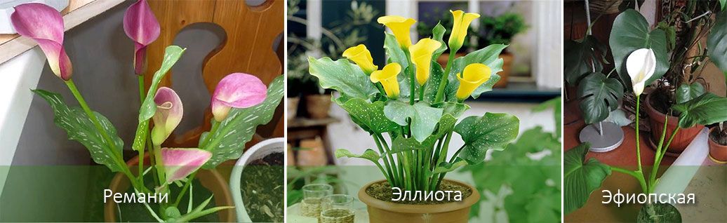 Видове кали на закрито Кала