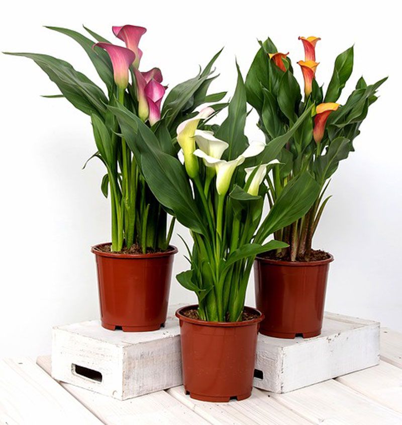 Вътрешна кала Кала