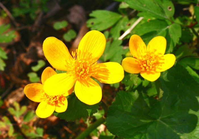 Μαρσί καλέντουλα