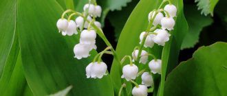 Горска камбанка