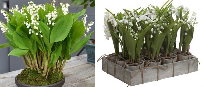 Форсиране на момина сълза