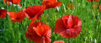 Маково цвете