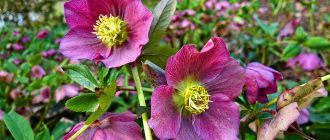 Цвете на кукуряк