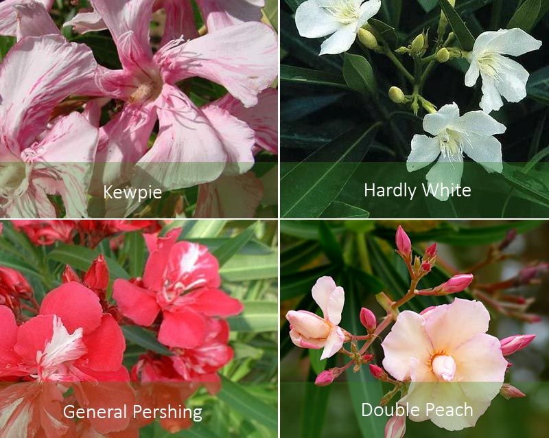 Двойна праскова и други Видове олеандър