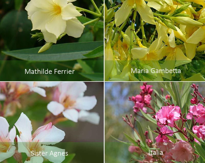 Матилда Ферер и други Сортове олеандър