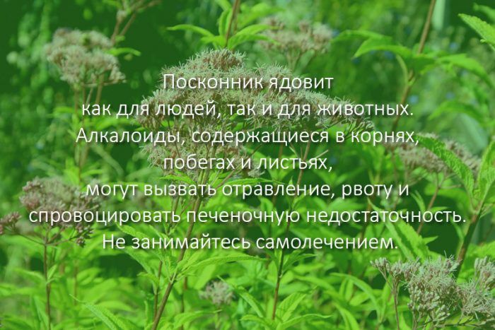 Вредност на евпаториума