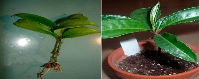 Размножаване на Ардизия