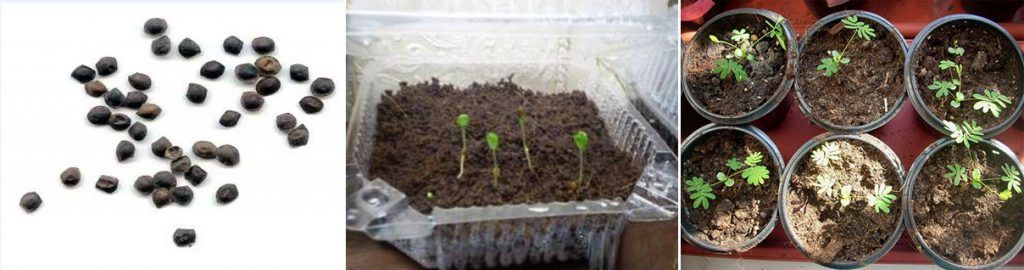 Размножаване на растението мимоза Размножаване на мимоза