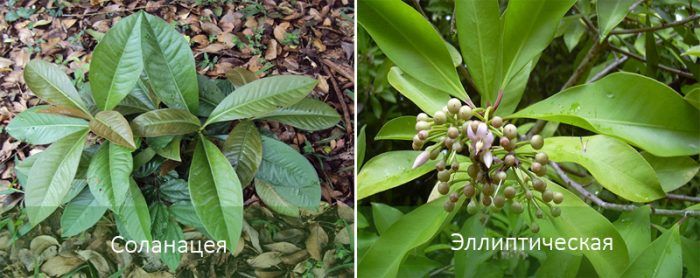 Видове Ардизия