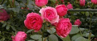 Стайна роза