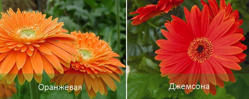 Оранж и Джеймсън Видове градински гербери
