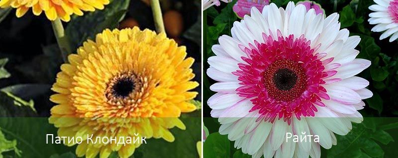 Клондайк и вътрешният двор на Райт Разновидности на градински гербери