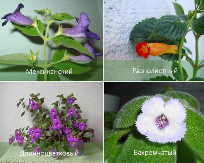 Сортове Ахименес