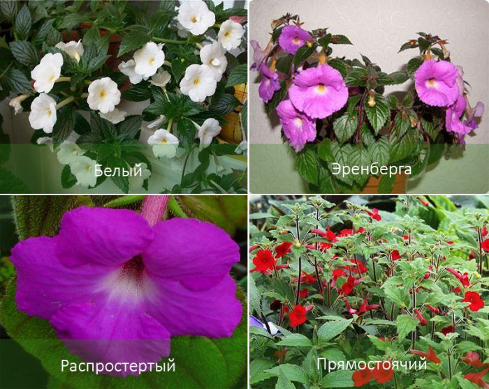 Сортове Ахименес