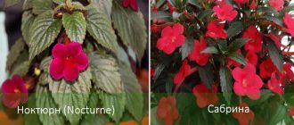 Сортове Ахименес