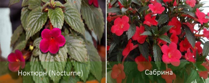 Сортове Ахименес