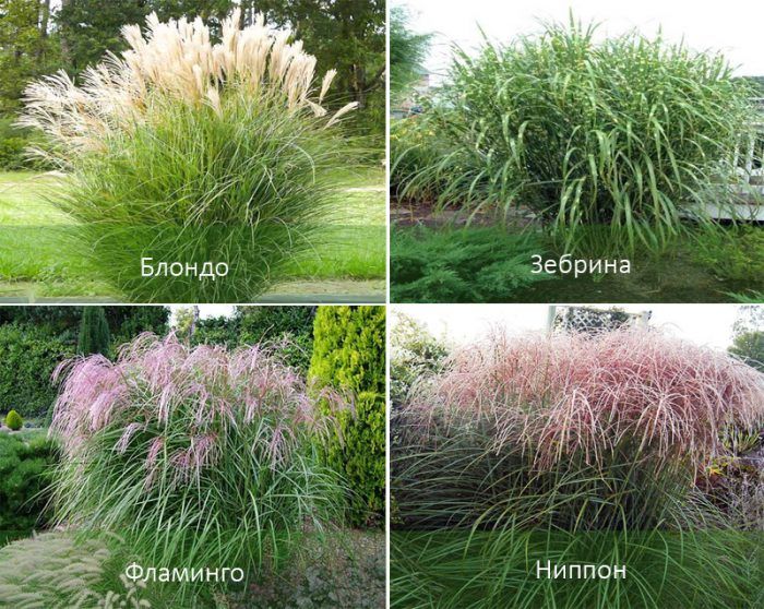 Сортове китайски мискантус