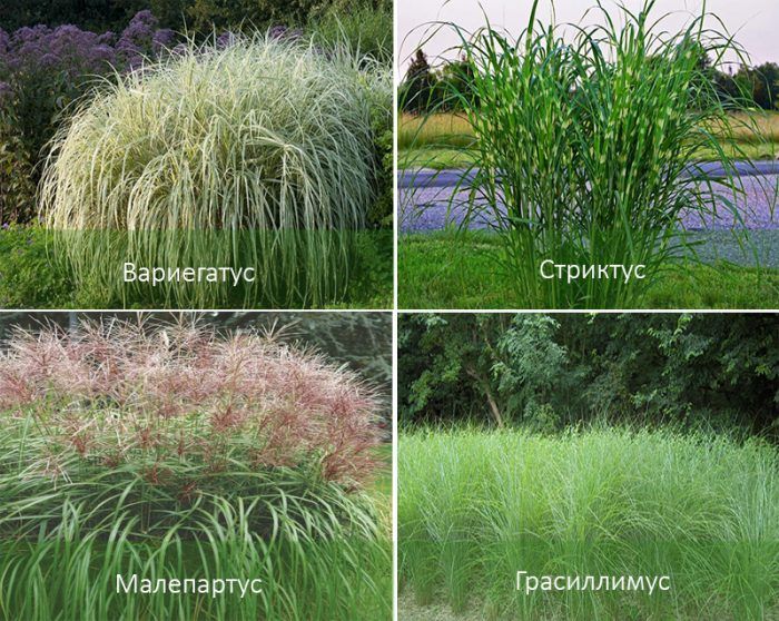 Сортове китайски мискантус