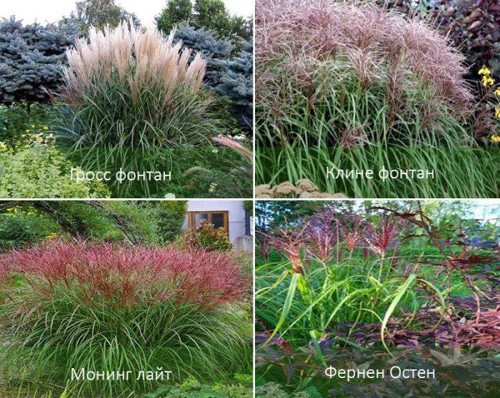 Сортове китайски мискантус