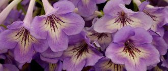 Стрептокарпус