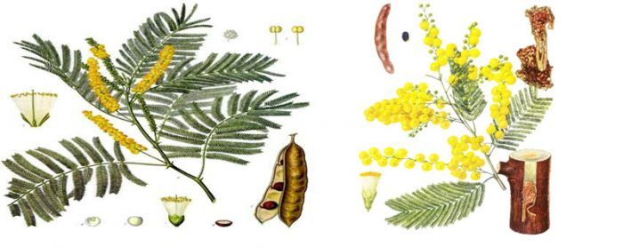 Характеристики на структурата на мимозата Структурата на мимозата