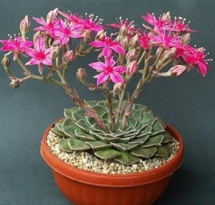 Граптопеталум пулчерима