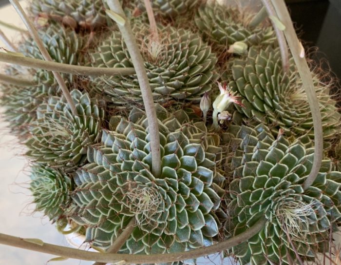 Резбоносещ