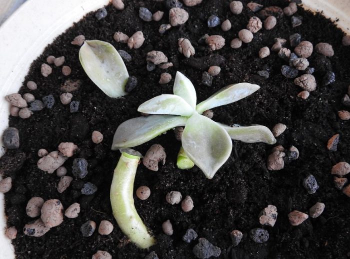 Парчета от майчиното растение