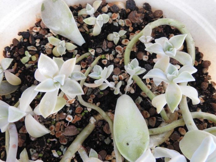 Растеж на листенцата