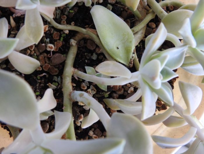 Странични клони